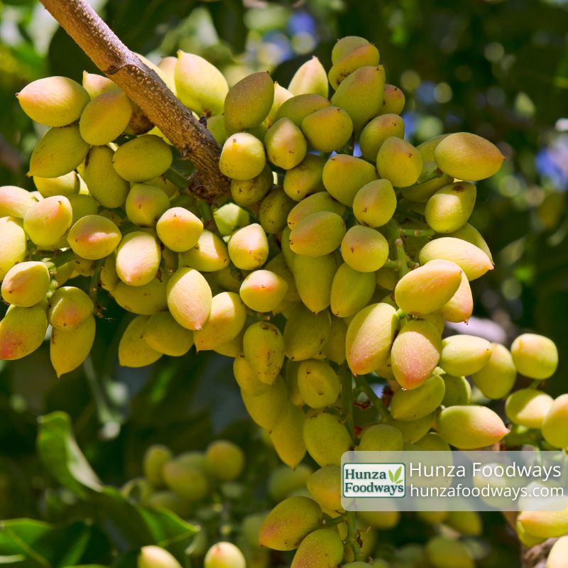pista price in pakistan
