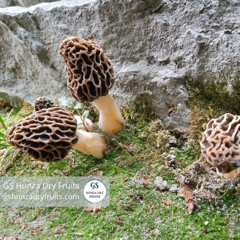 Morel Mushrooms Fro GS Hunza Dry Fruits