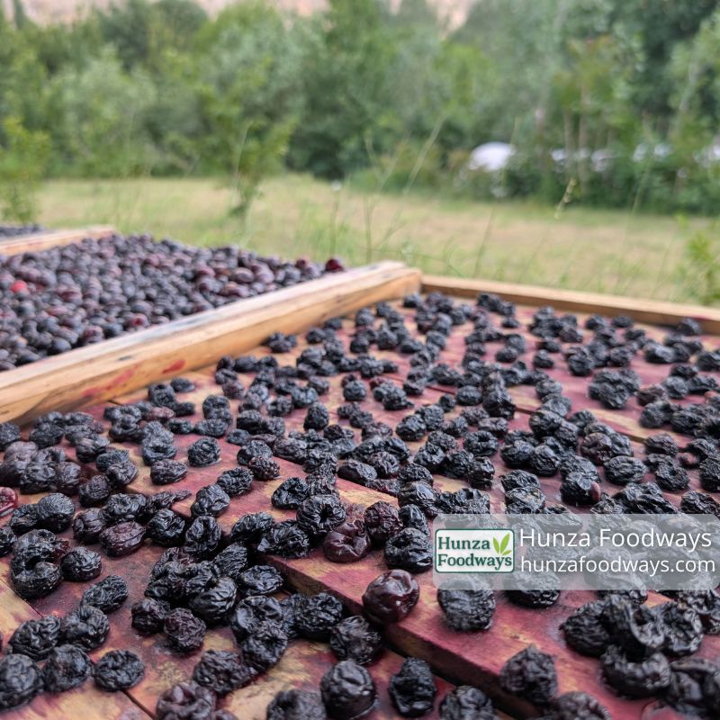 cherry drying in hunza