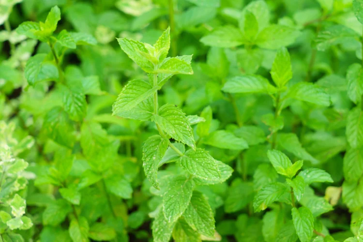 Dried Spearmint (Mint) From Hunza fresh spearmint tea leaves in a farm in pakistan
