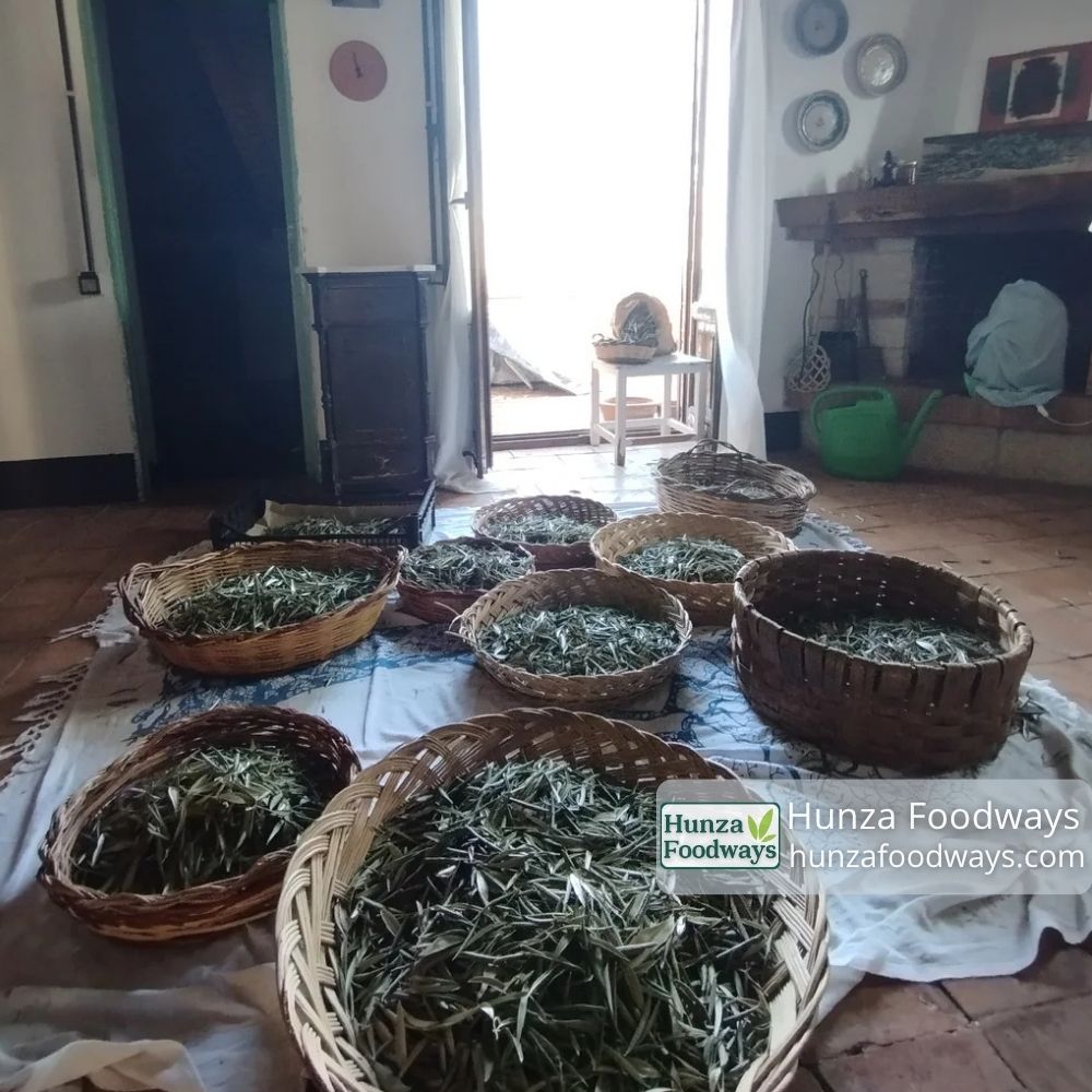 Olive Leaf Tea, Zaitoon Tea in Pakistan