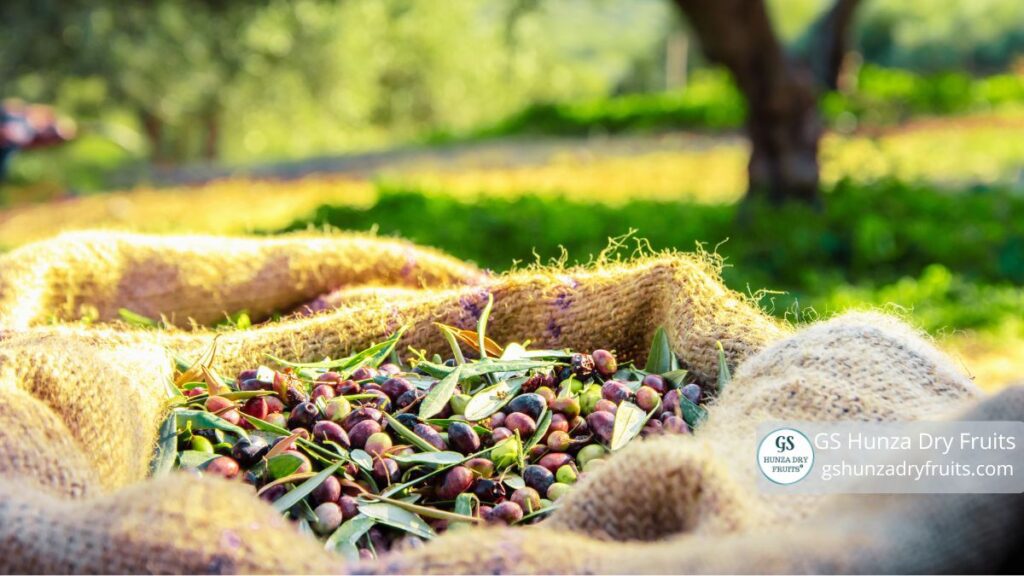 Olive Leaf Tea in Pakistan