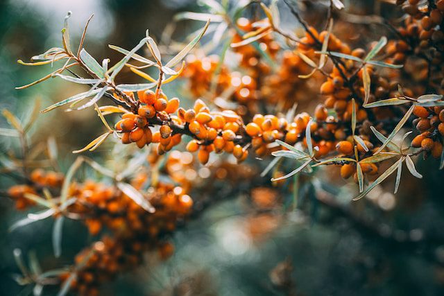 sea buckthorn oil price in pakistan
