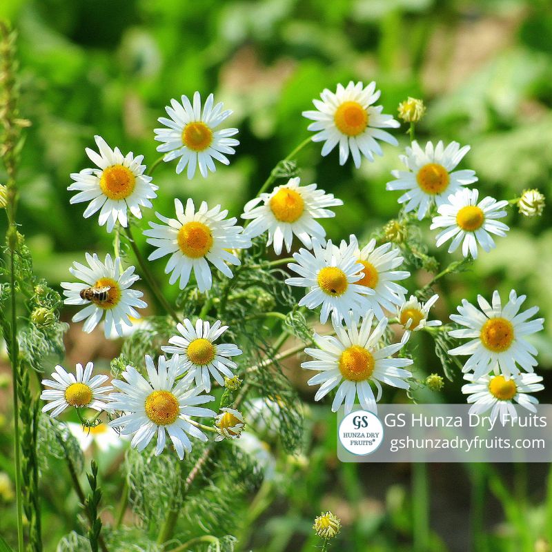 chamomile tea in pakistan