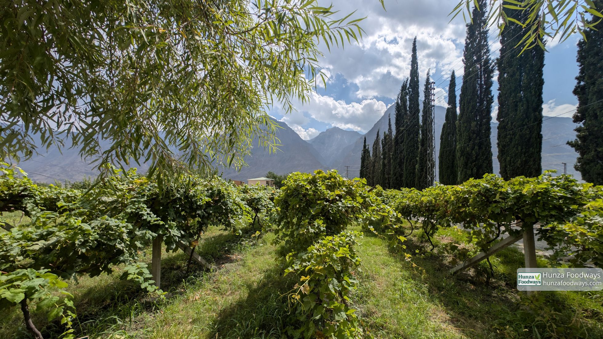 Natural farming in Hunza Foodways